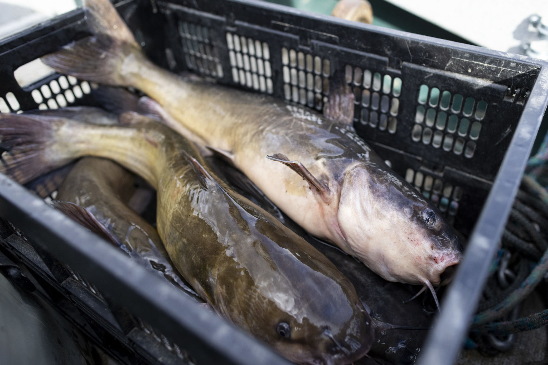 Yellowstone Challenge Catfish Tournament